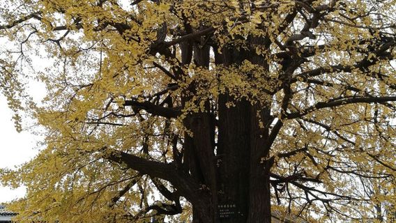 Maidong Green Island Scenic Area