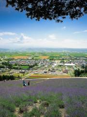 なかふらの北星山 ラベンダー園