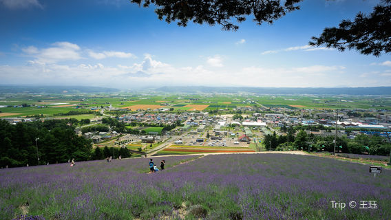 Furano Lavender Fields