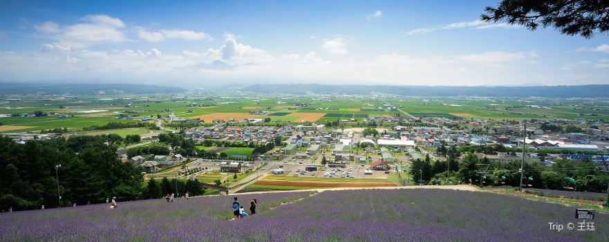 Furano Lavander Fields
