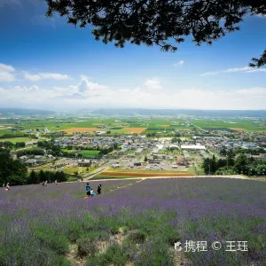 なかふらの 北星山ラベンダー園