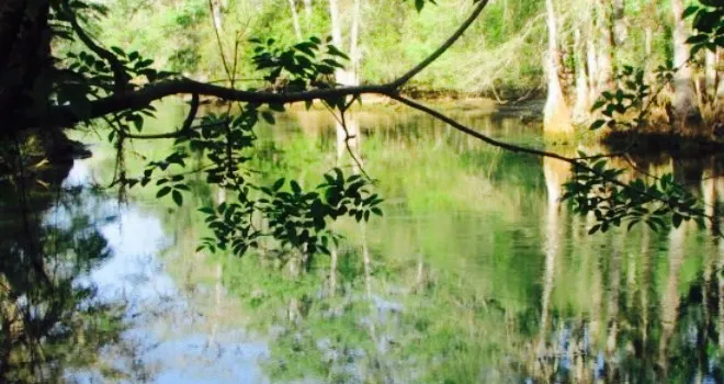 Manatee Springs