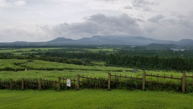 山君不離