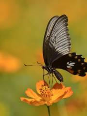 Butterfly Valley City Garden