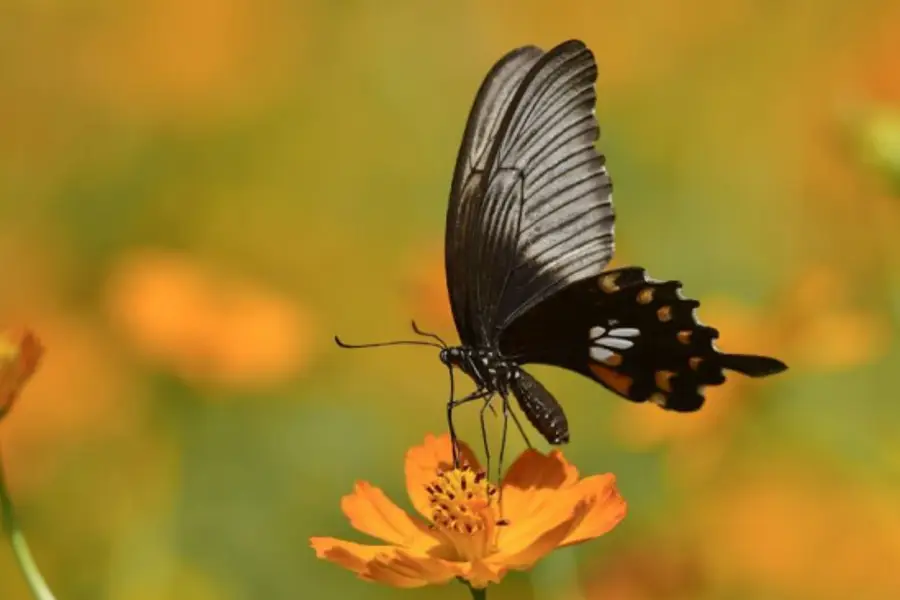 Butterfly Valley City Garden