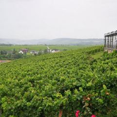 Schlossschaenke auf dem Johannisberg User Photo