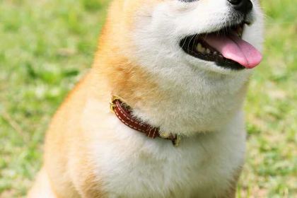 德克士(金博大店)