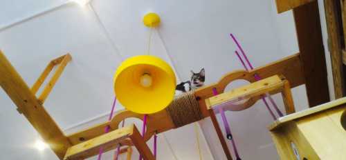 Cat Cafe Manila