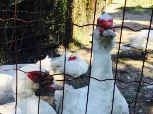 Le Canard Goulu
