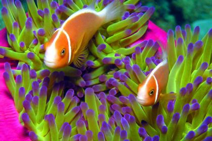 必勝客（華貿天地店）