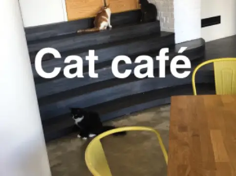 Cat Cafe Nurri