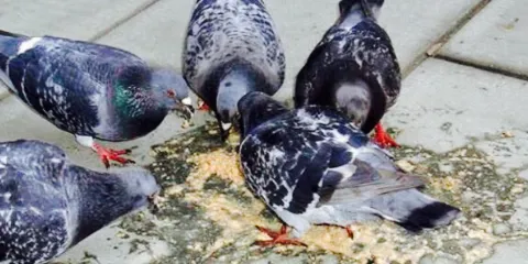 Restaurant & Take Away Saigon