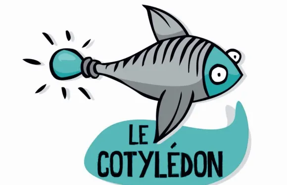 Le Cotylédon
