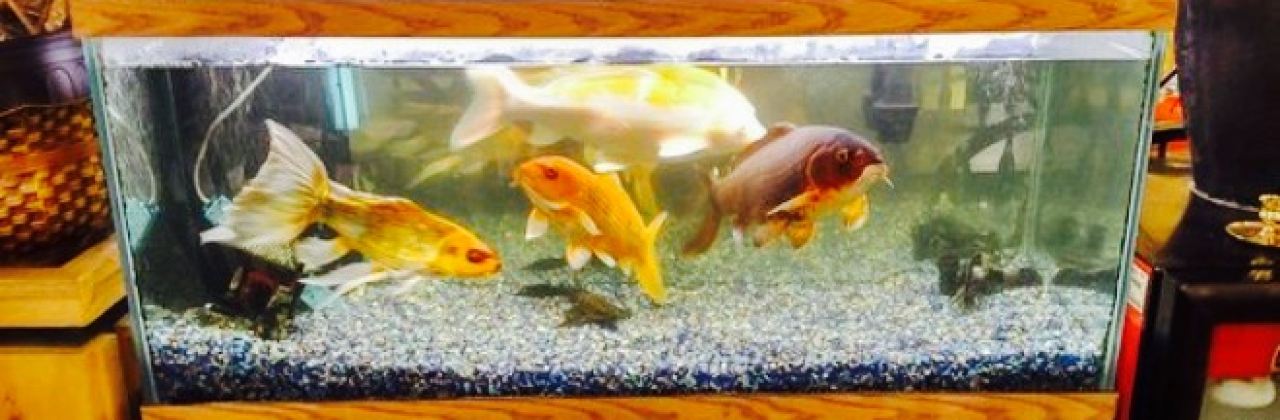 China Wall Restaurant