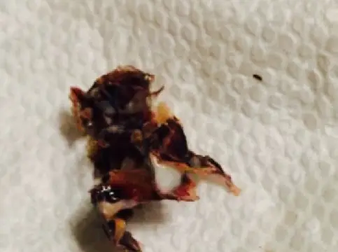 Colton's Steakhouse & Grill