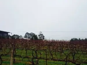 Traralgon Vineyard