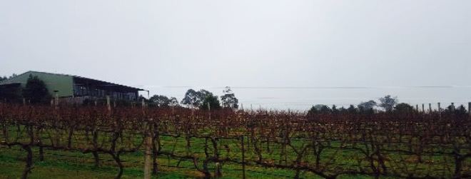 Traralgon Vineyard