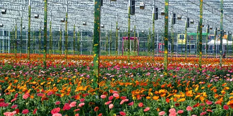 夢里水鄉百花園
