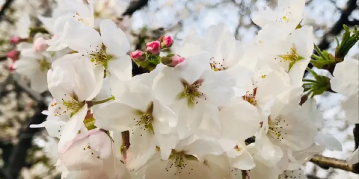 上海共青森林公園