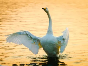 Swan Lake