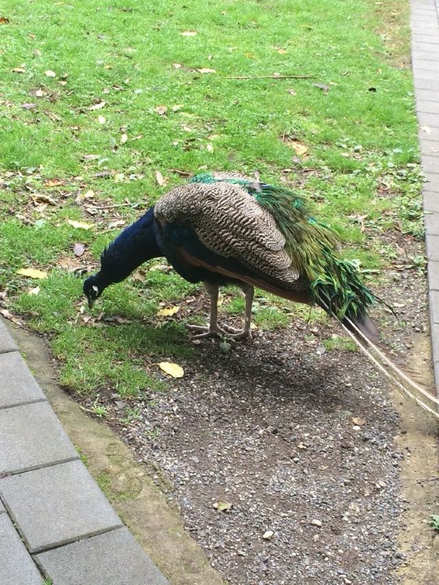 漢密爾頓島野生動物園