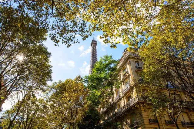Plane Tree Viewing in Paris