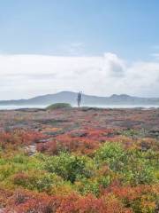 Santa Cruz Island