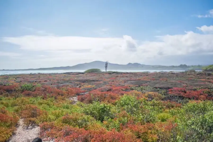 Santa Cruz Island