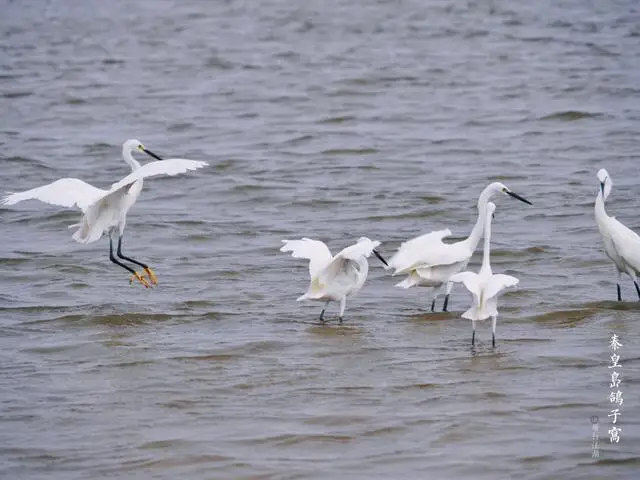 Qinhuangdao Bird Watching