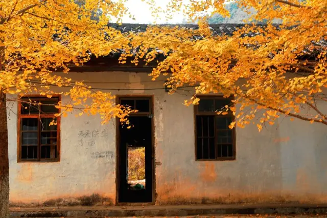 Ginkgo Viewing in Shaoguan