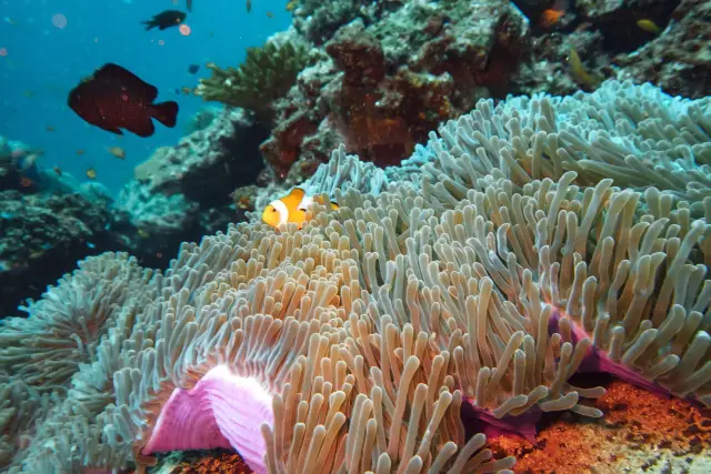 Diving in Similan Islands