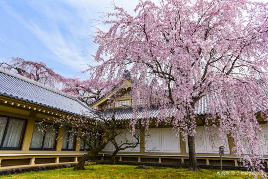 日本京都東福寺+平等院+醍醐寺+東寺一日遊