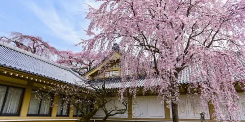 大阪京都來回伏見十石舟 / 伏見桃山城二選一背割堤賞櫻一日遊