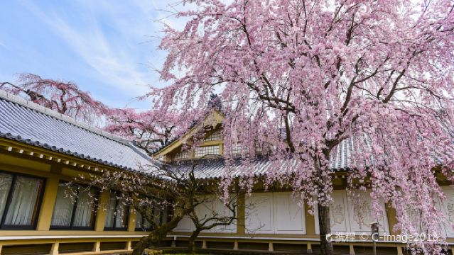 Excursión de un día a Osaka y Kioto con opción de paseo en barco por Fushimi o visita al castillo de Fushimi Momoyama, y disfrute de los cerezos en flor en el dique Sewari