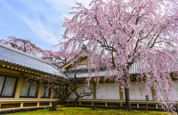 大阪京都來回伏見十石舟 / 伏見桃山城二選一背割堤賞櫻一日遊