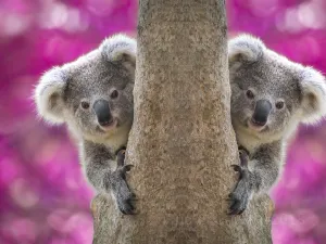 zoo di Adelaïde