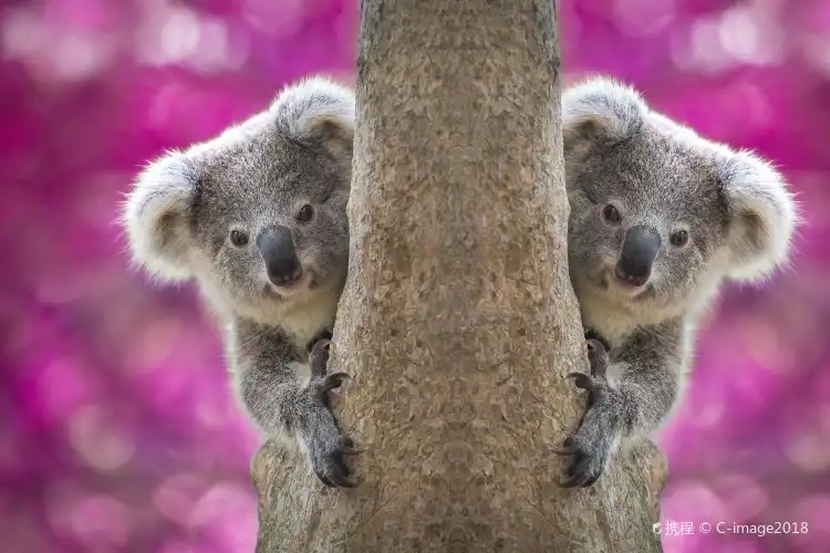 Hotels near Adelaide Zoo