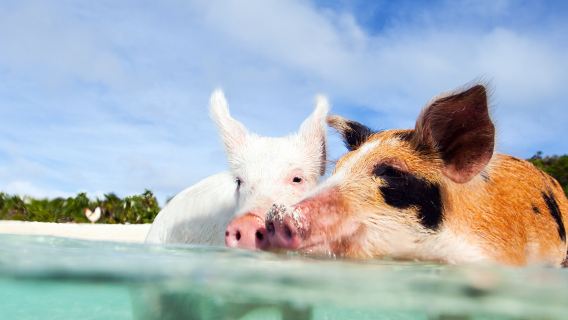 Pig Beach