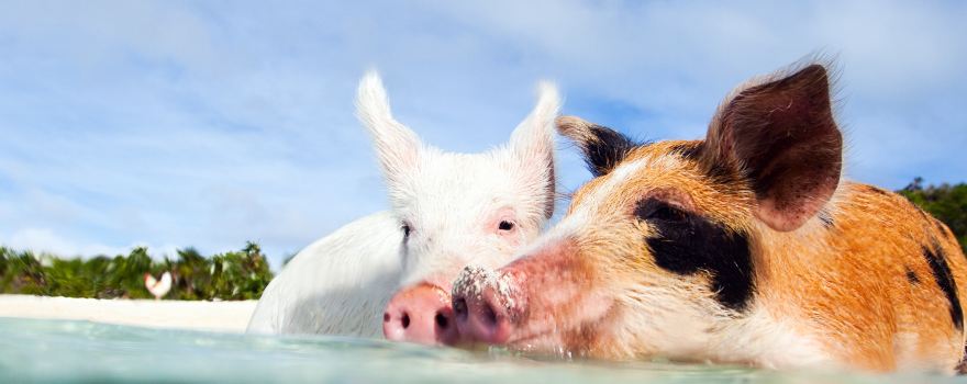 Pig Beach