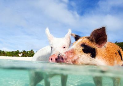 Pig Beach