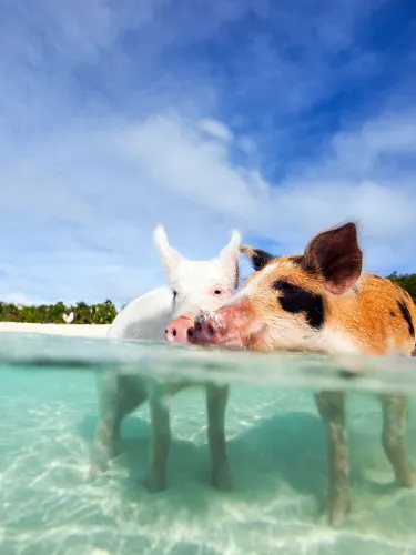 Pig Beach