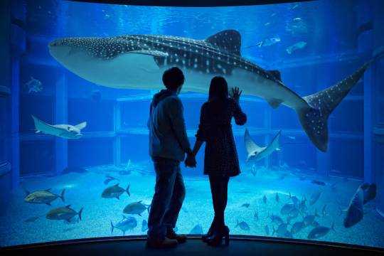 日本大阪海遊館+天保山摩天輪+通天閣+阿倍野Harukas300觀覽台一日遊