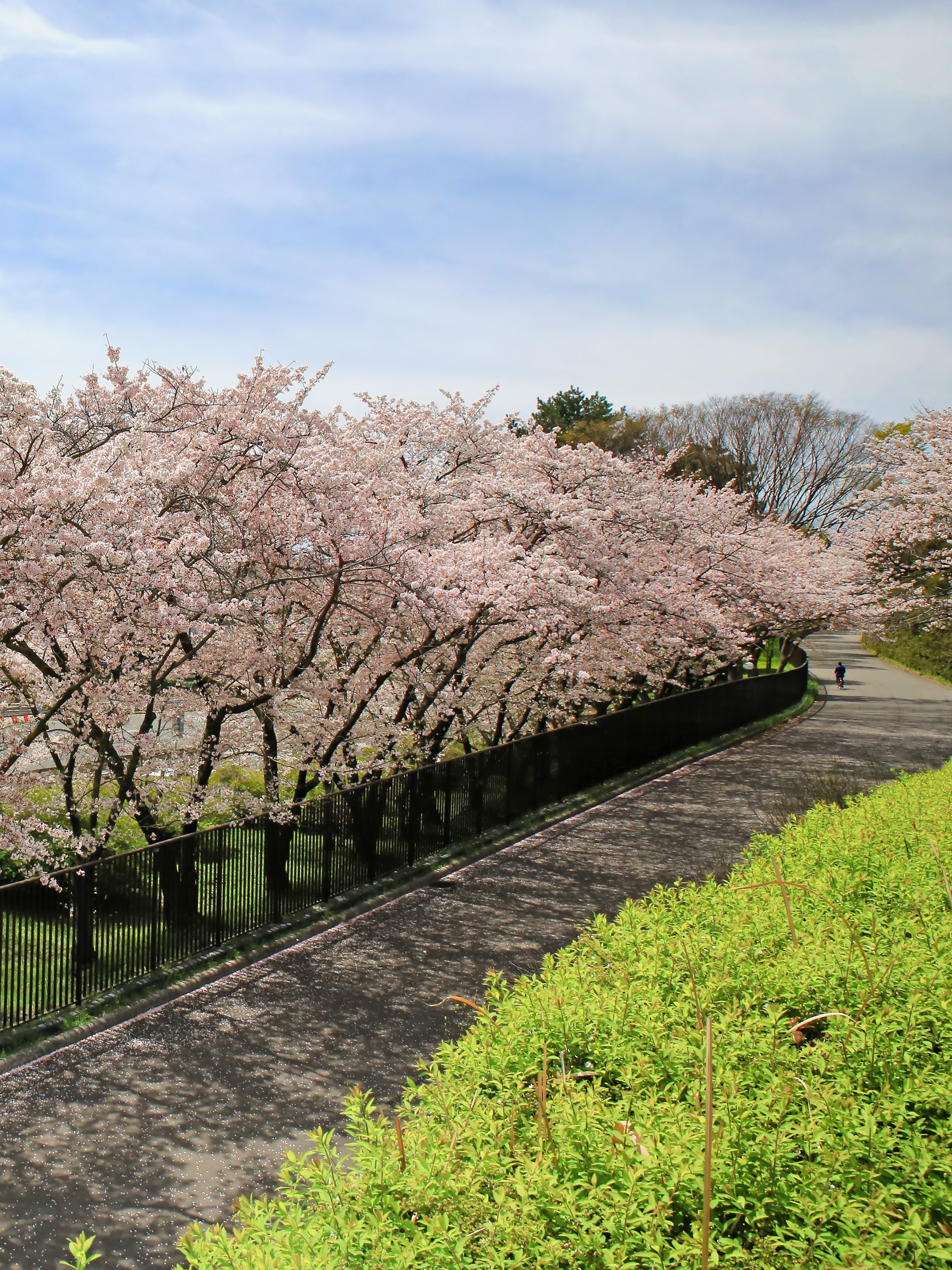 大阪 万博記念公園 入場Eチケット 予約