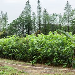 Baizhangyuan (leiliu) User Photo