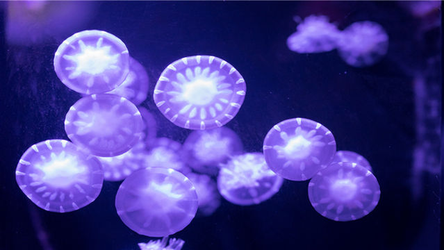 Fantasy Jellyfish Aquarium