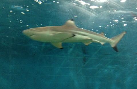 箱根园水族馆分为3块区域，海水馆、淡水馆、海豹馆。海水馆里有