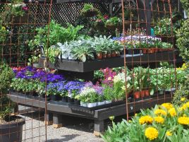 Blue Moon Gardens