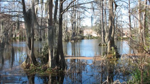 Cypress Lake