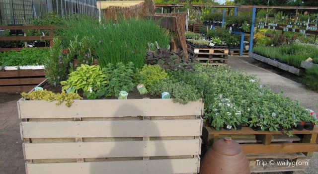 Sandy Mush Herb Nursery