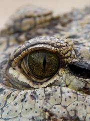 Crocodile Farm Otjiwarongo